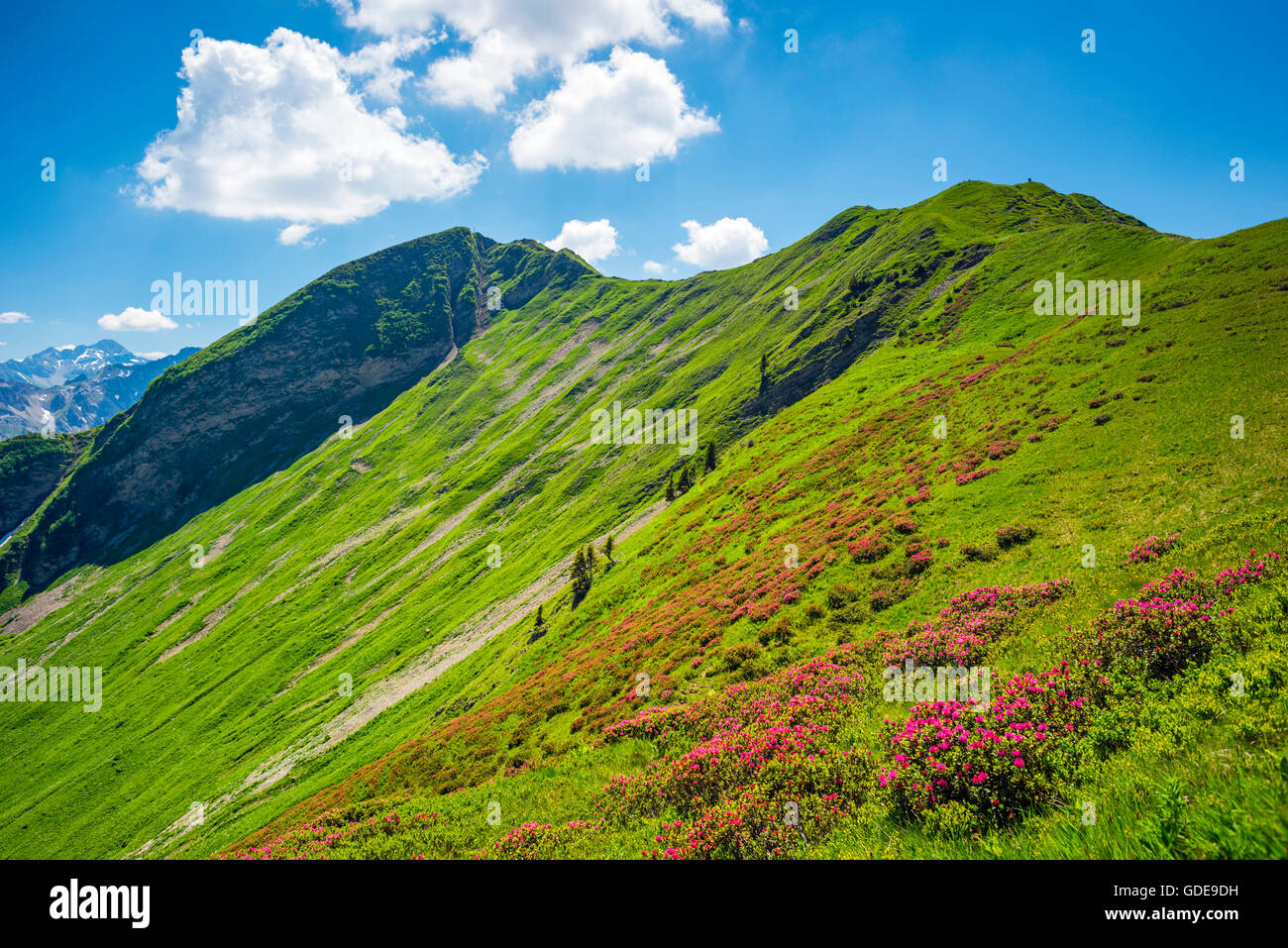 Rose Alpine blossom,rododendri,nell'Fellhorn,nel 2038 m,Algovia Alpi,Baviera,germania,l'Europa Foto Stock