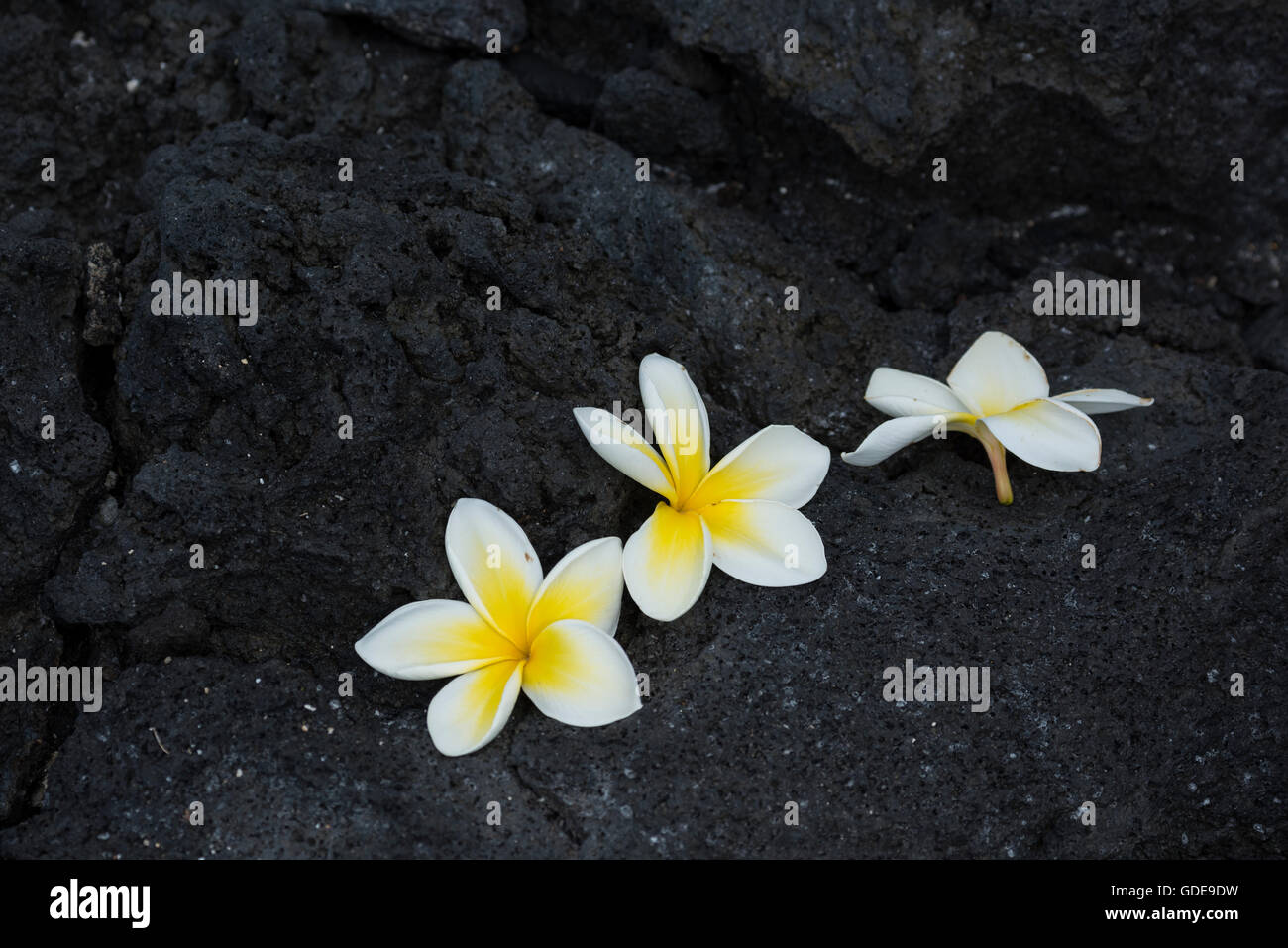 Stati Uniti d'America,Vereinigte Staaten,Amerika,Hawaii,Grande Isola,Costa di Kona,fiore sulla roccia llva Foto Stock