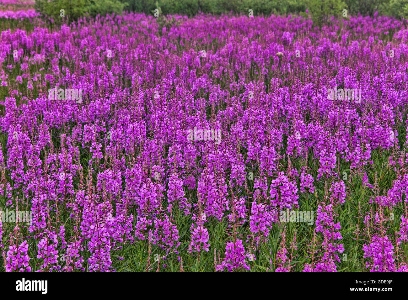 Fireweed,Epilobium angustifolium,impianto,viola,Alaska,USA, Foto Stock