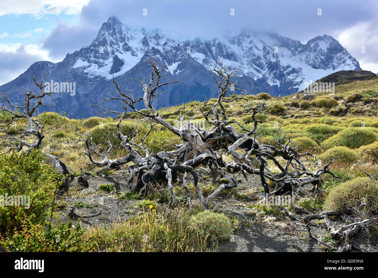 Sud America,Cile,Patagonia,Magallanes regione,Torres del Paine,Parco Nazionale,,UNESCO patrimonio mondiale, Foto Stock