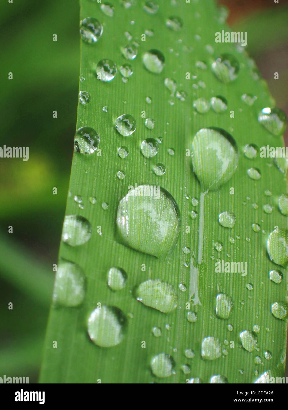 Gocce d'acqua,reed,drip off,verde,appena Foto Stock