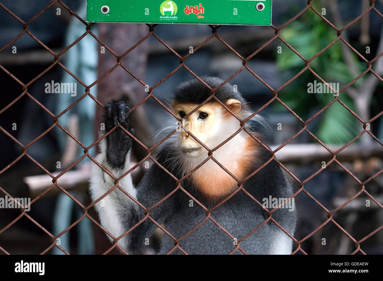 Captive scimmia, lo zoo di Bangkok, Tailandia. Foto Stock