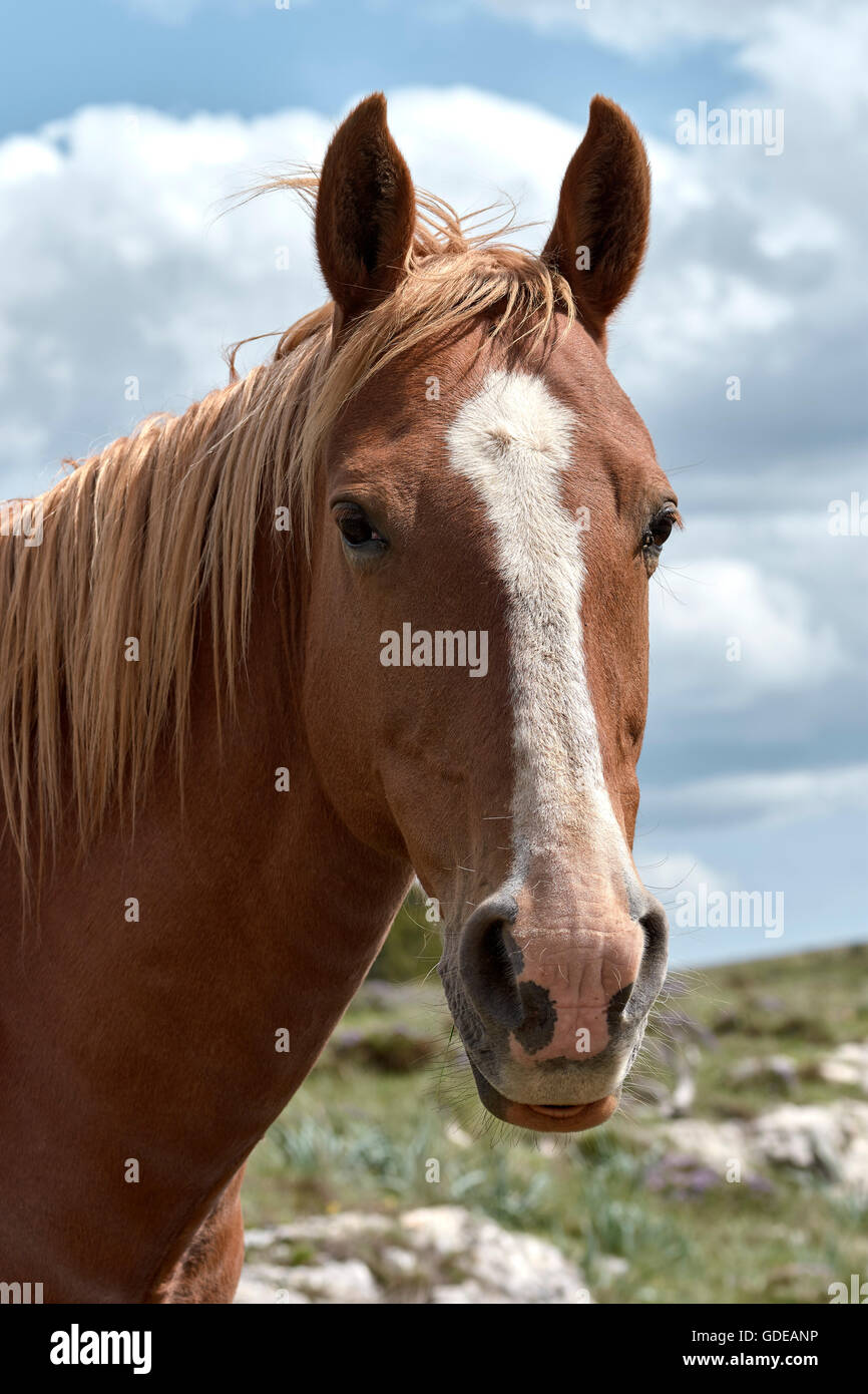 Cavallo Spagnolo. El Maestrazgo. Teruel. Aragón. Spagna. Foto Stock