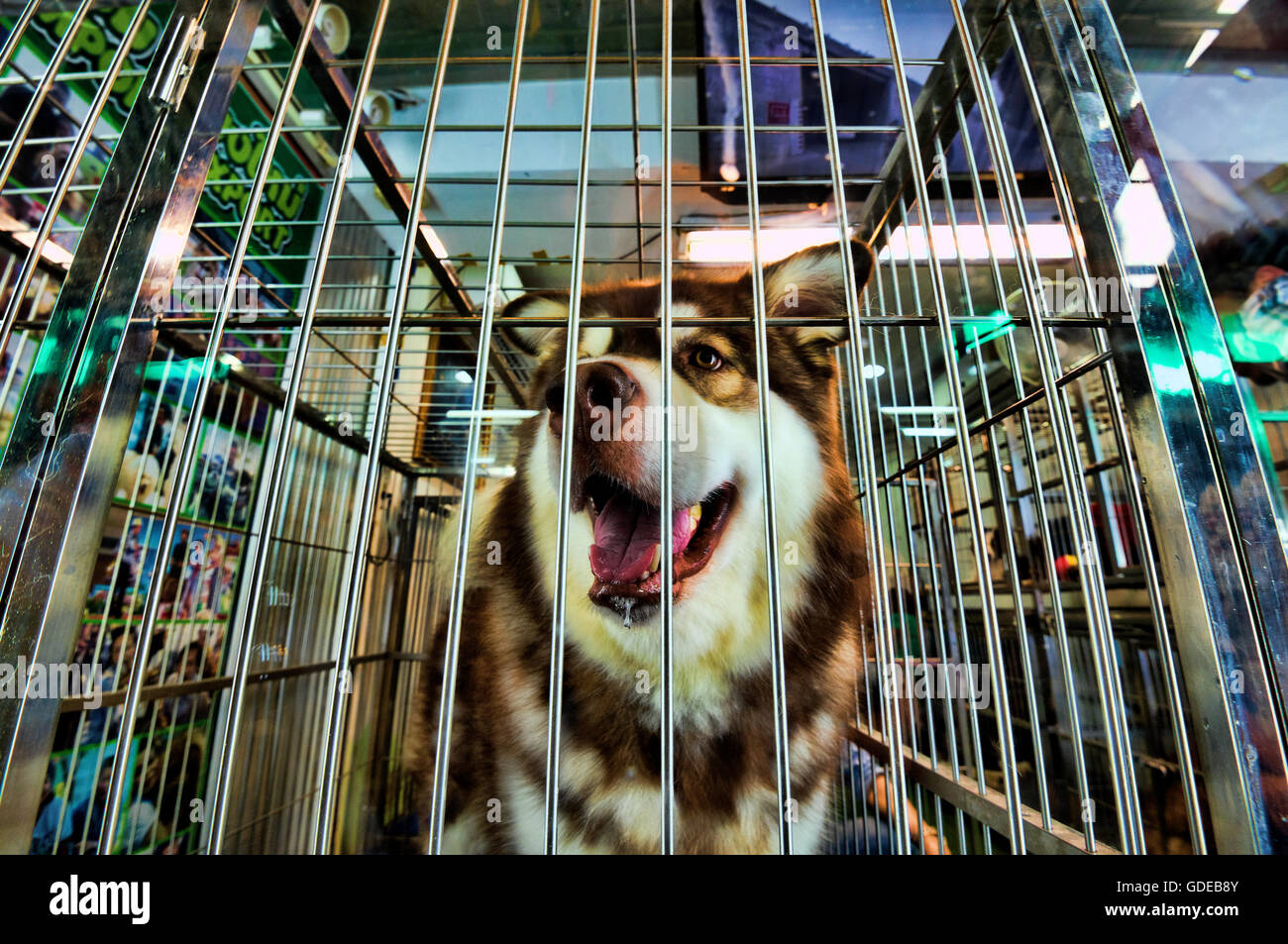 I cani in gabbia attendere per gli acquirenti a negozi di animali nel mercato del fine settimana di Chatuchak, Bangkok, Thailandia. Foto Stock