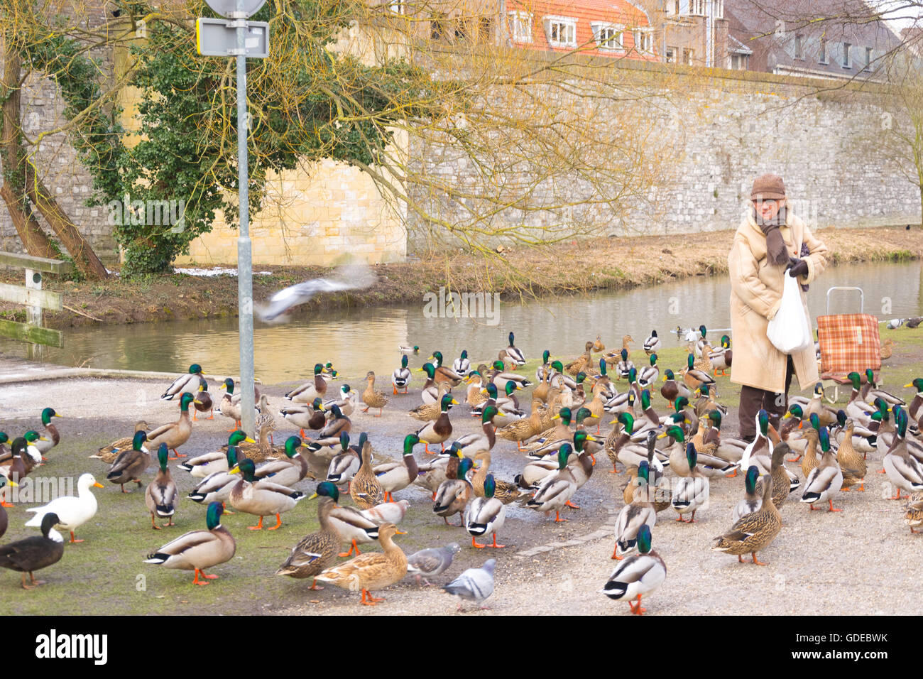 Vecchia donna alimentazione di anatre, Maastricht, Paesi Bassi Foto Stock
