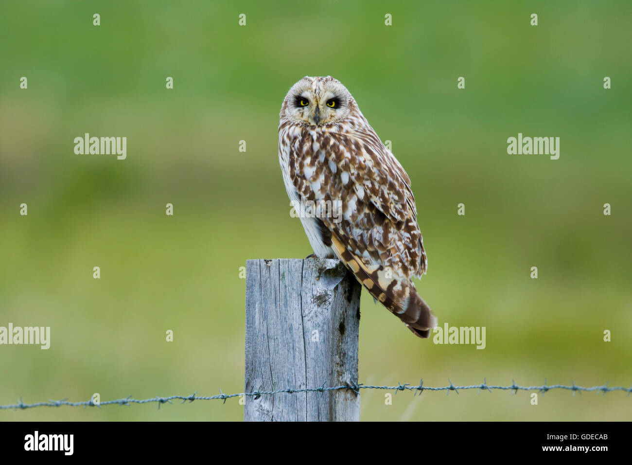 Corto-eared Owl - seduta su fencepost asio flammeus Flo Riserva Naturale Islanda BI028857 Foto Stock