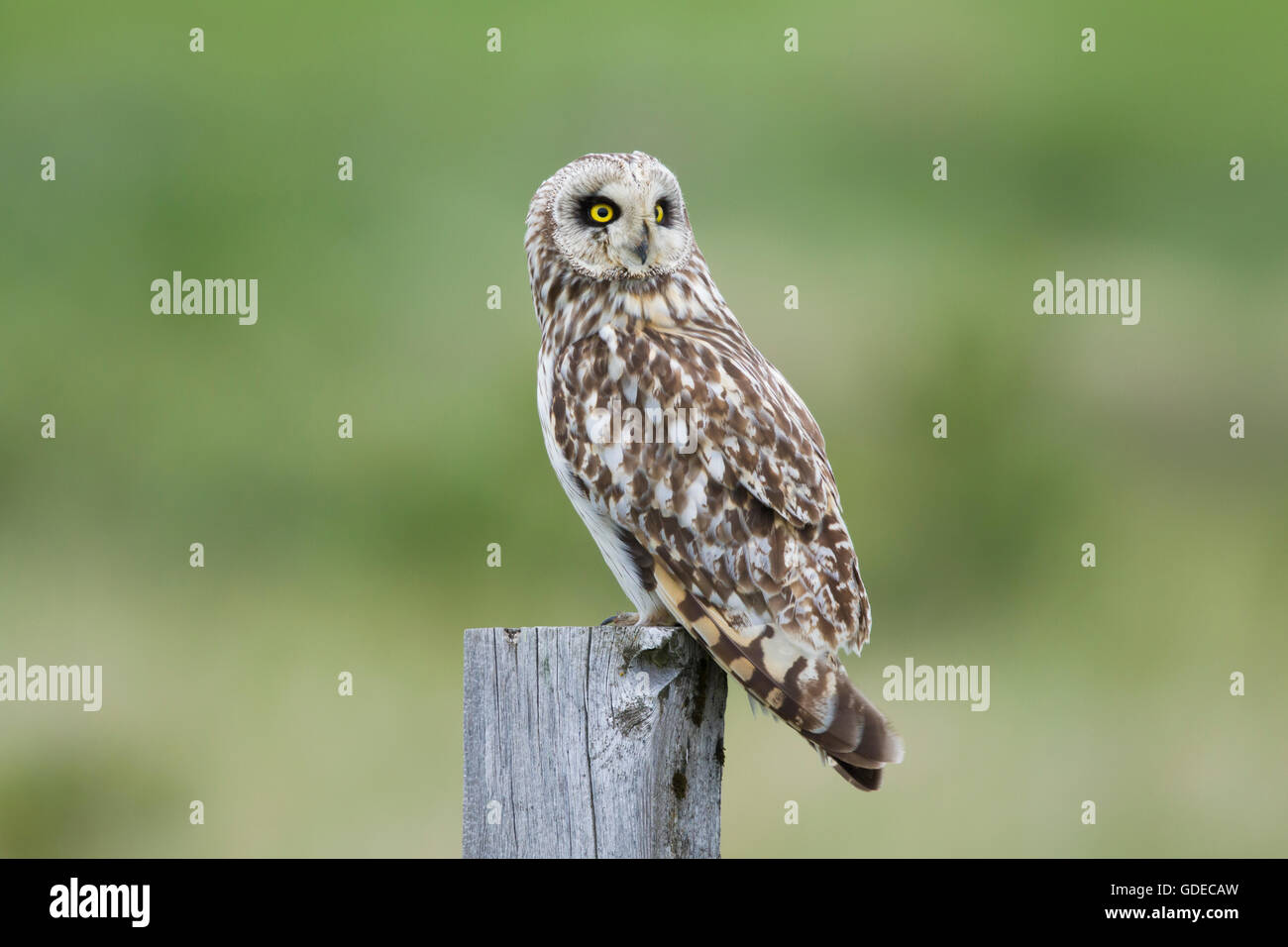 Corto-eared Owl - seduta su fencepost asio flammeus Flo Riserva Naturale Islanda BI028863 Foto Stock