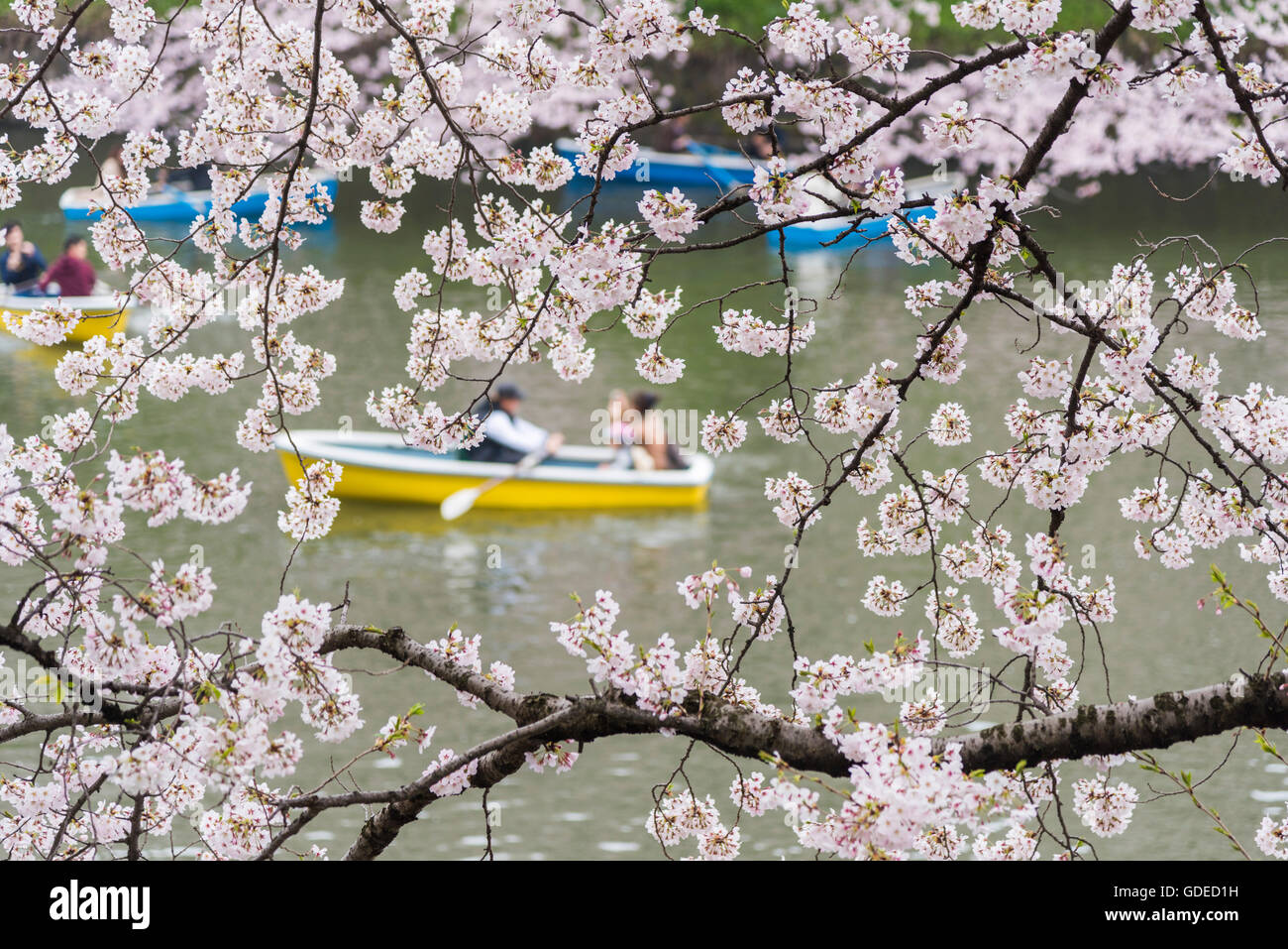 Cherry blossom,Chidorigafuchi,Kokyo Gaien Kitanomaru Park,Chiyoda-Ku,Tokyo,Japan Foto Stock