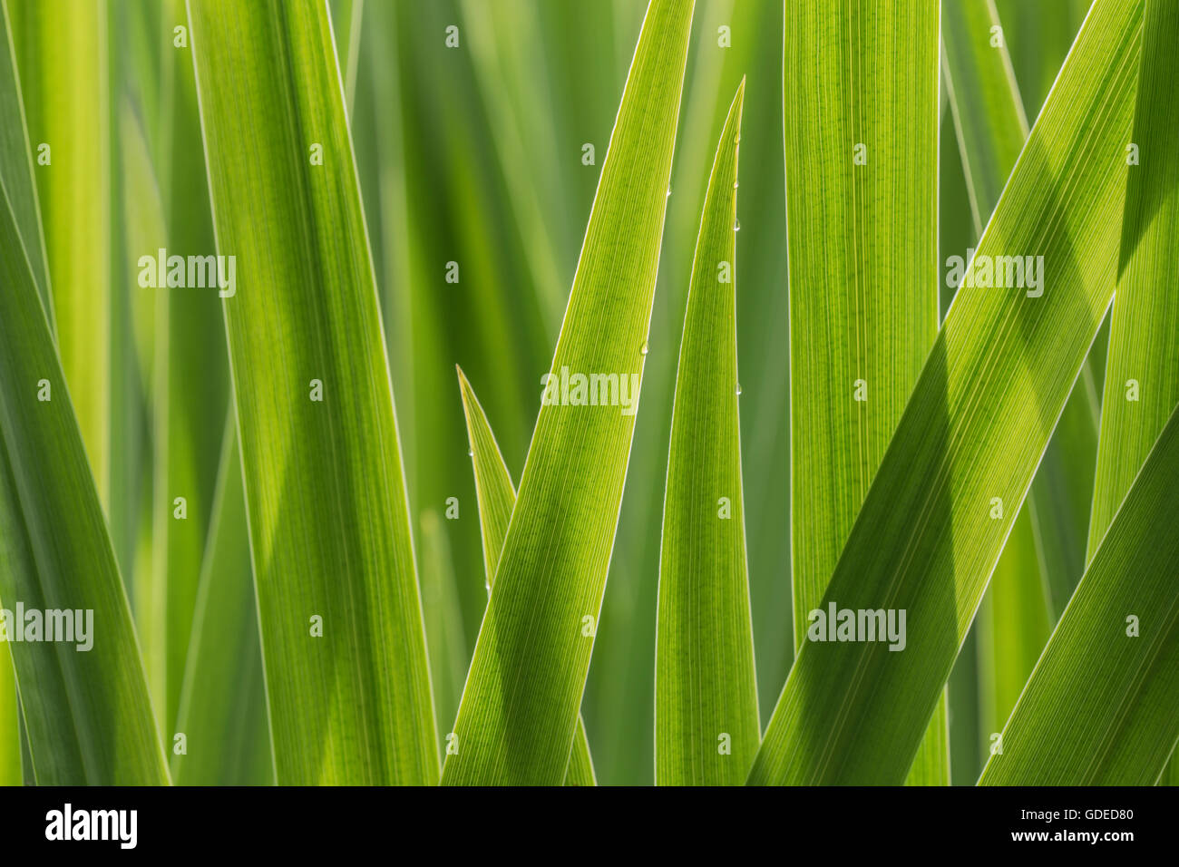 Foglie di Iris. Foto Stock