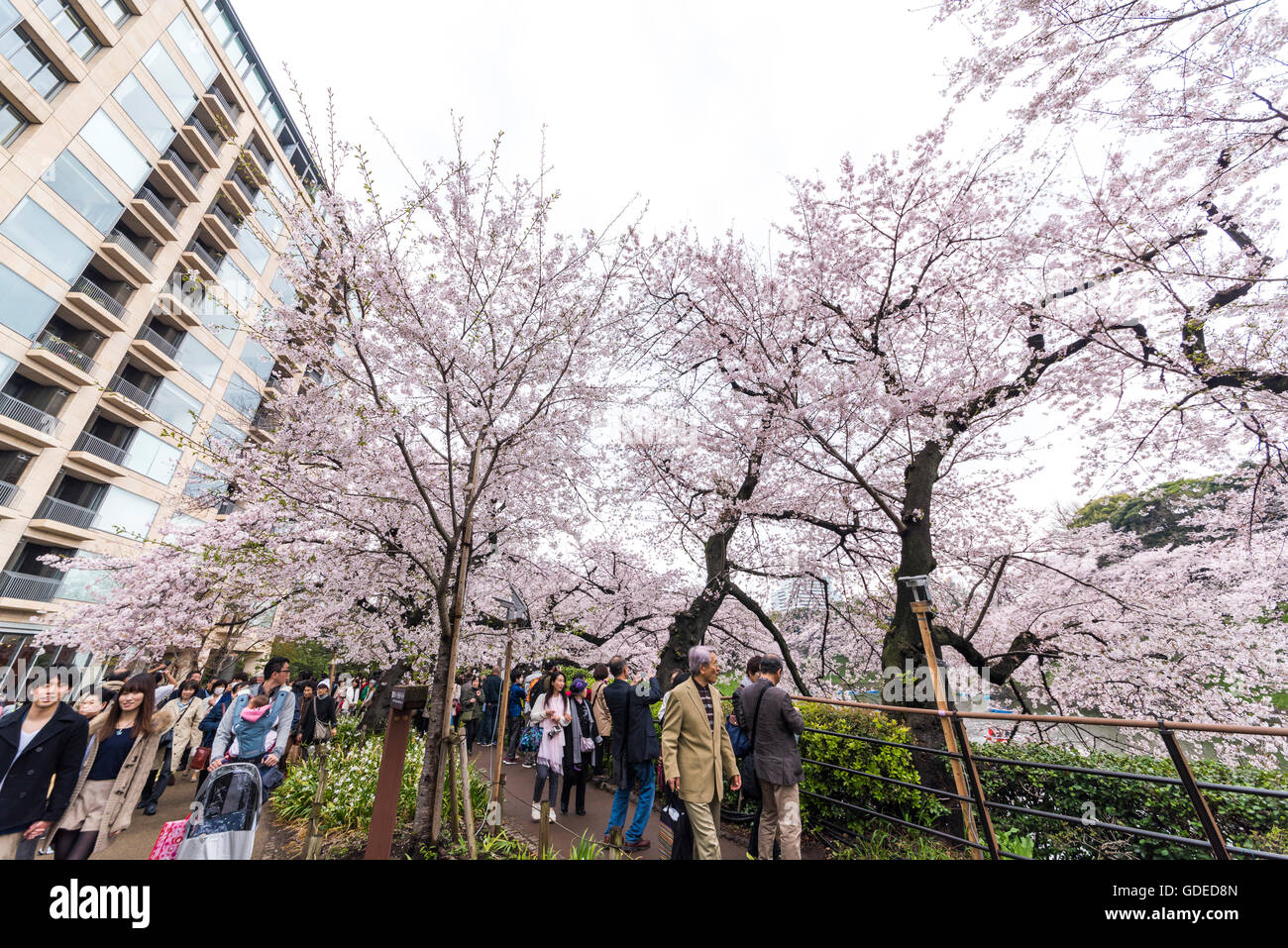 Cherry blossom,Chidorigafuchi,Kokyo Gaien Kitanomaru Park,Chiyoda-Ku,Tokyo,Japan Foto Stock