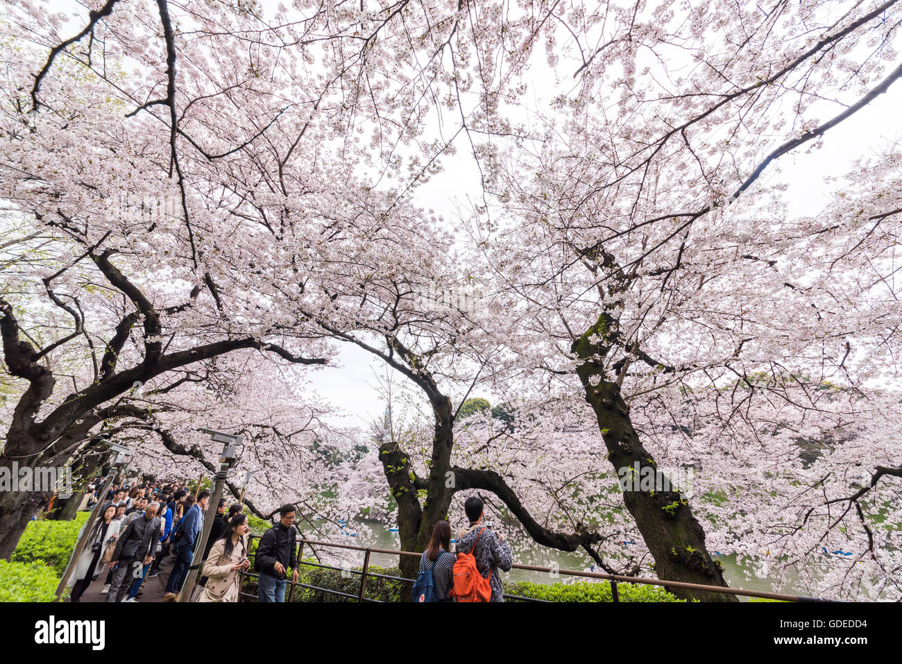 Cherry blossom,Chidorigafuchi,Kokyo Gaien Kitanomaru Park,Chiyoda-Ku,Tokyo,Japan Foto Stock
