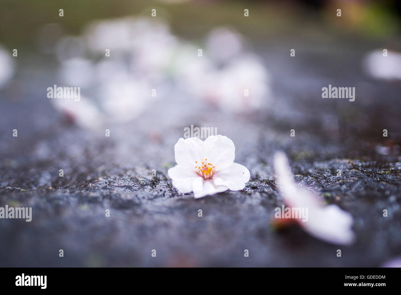 Cherry blossom,Chidorigafuchi,Kokyo Gaien Kitanomaru Park,Chiyoda-Ku,Tokyo,Japan Foto Stock