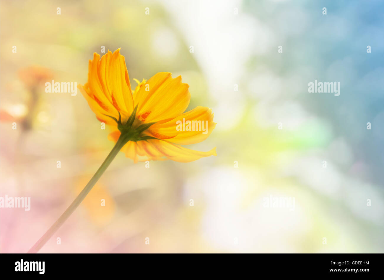 Messa a fuoco selettiva a petalo giallo fresco cosmo su morbido sfocate rosa pastello e filtro blu sullo sfondo della natura Foto Stock