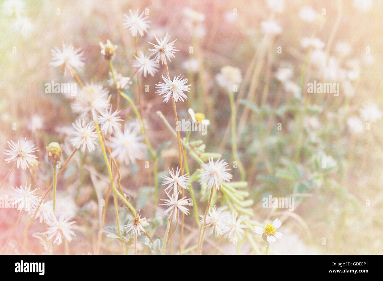 Di pietra arenaria in stile di tessitura di bianco e giallo Erba di campo dei fiori in soft umore pastello rosa filtro per natura romantica backgrou immagine Foto Stock