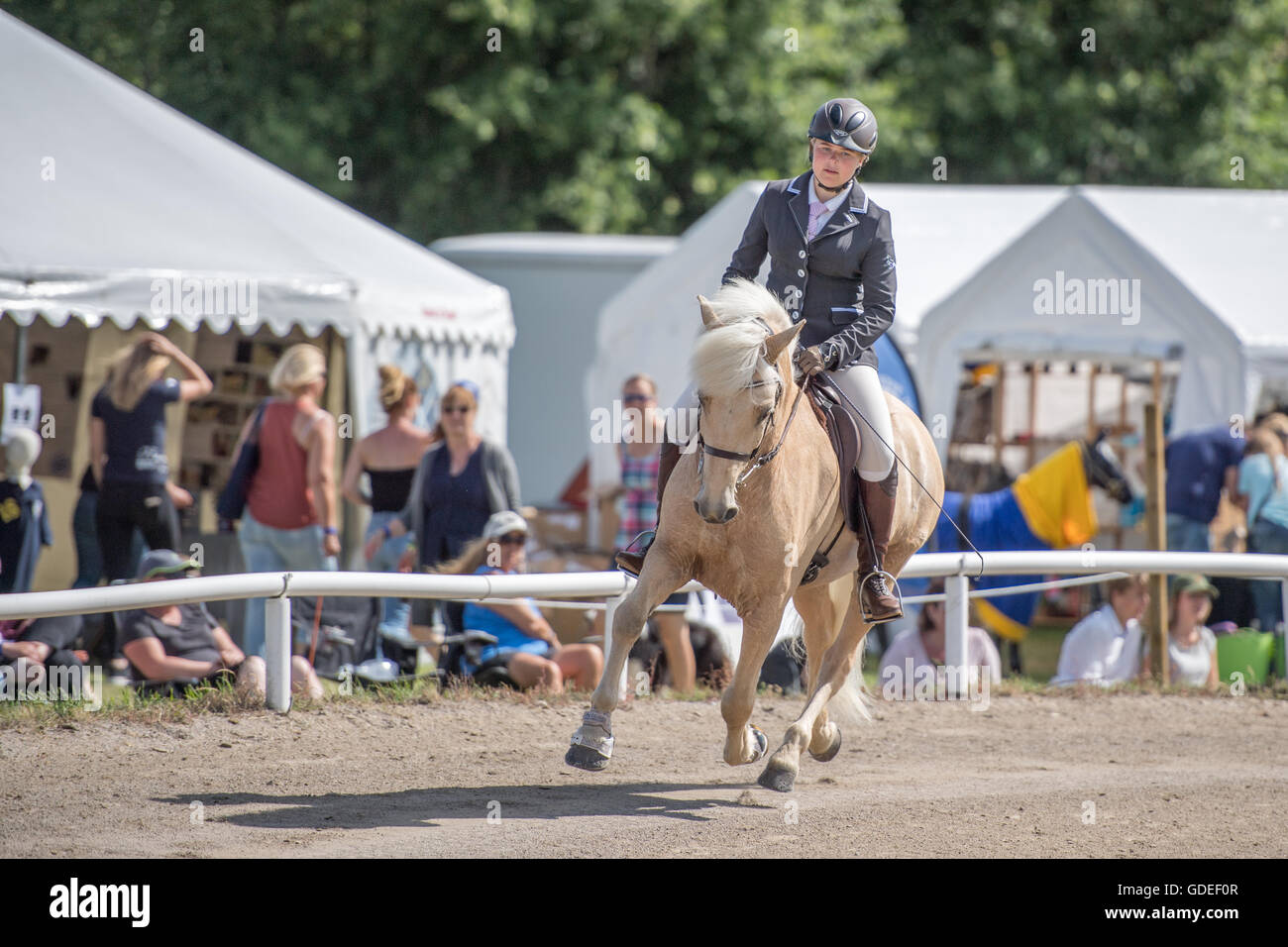 Campionato svedese 2016 per cavalli islandesi a Himmelstalund svoltosi a Norrköping Foto Stock