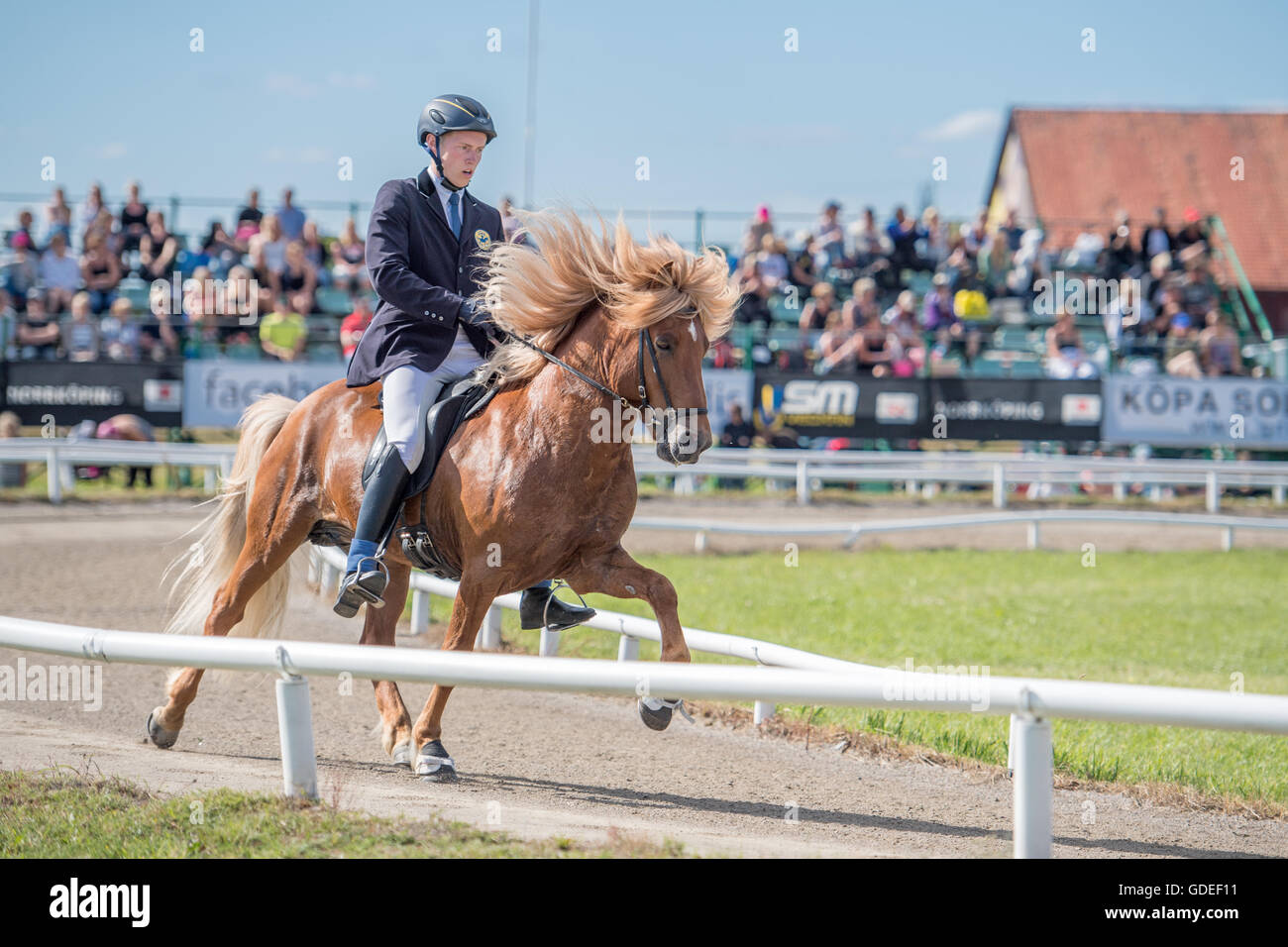 Campionato svedese 2016 per cavalli islandesi a Himmelstalund svoltosi a Norrköping Foto Stock
