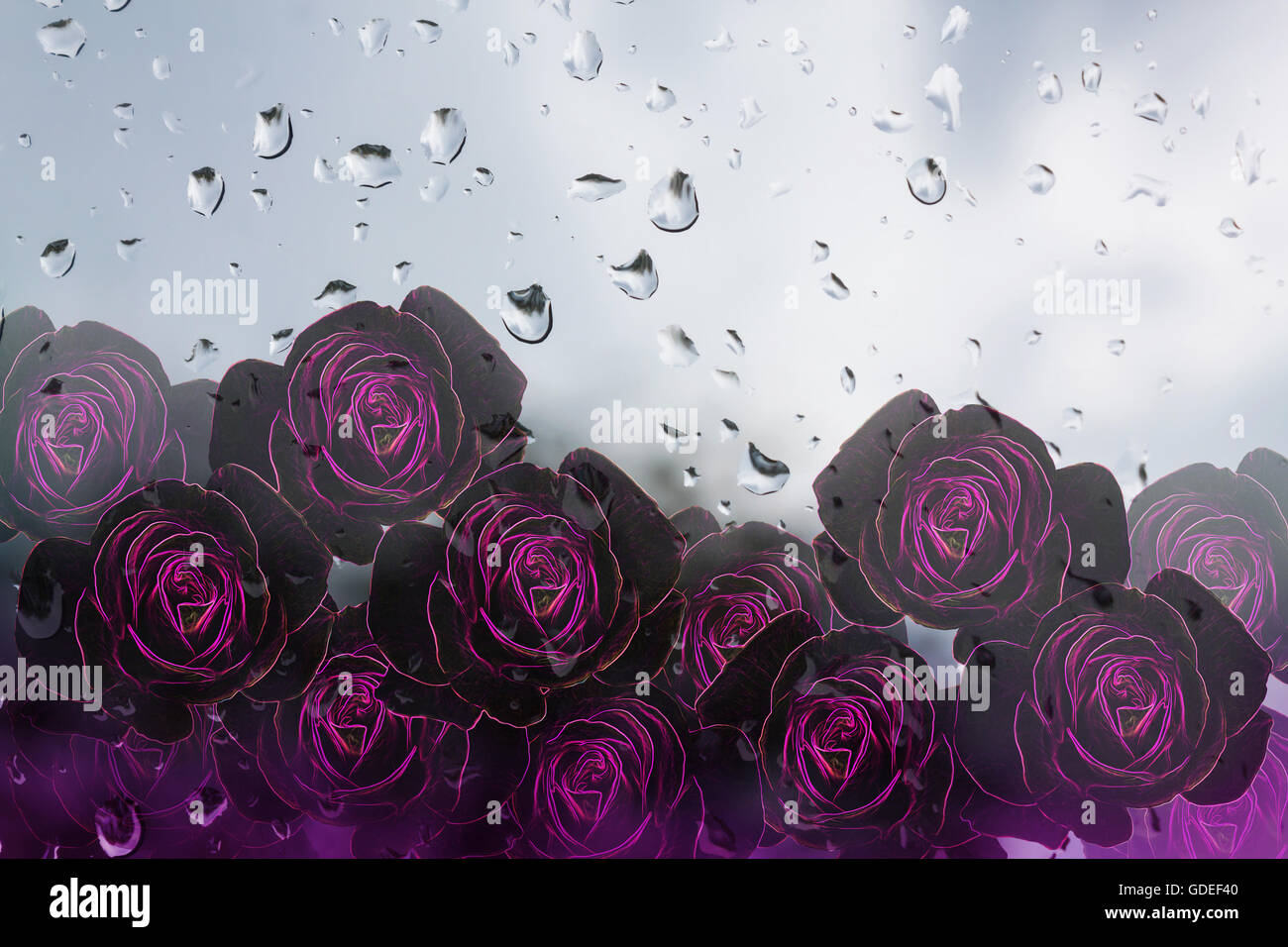 Gruppo di fantasia rosa e viola purle roses pattern linea luce incandescenza schema di montaggio su sfondo waterdrop Foto Stock