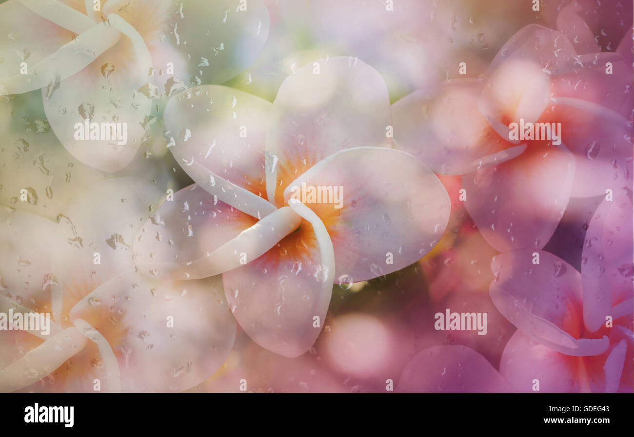 Sfocata caduta di pioggia e il dolce frangipani o plumeria forma di fiore con soft rosa pastello viola per romantico sfondo astratto Foto Stock