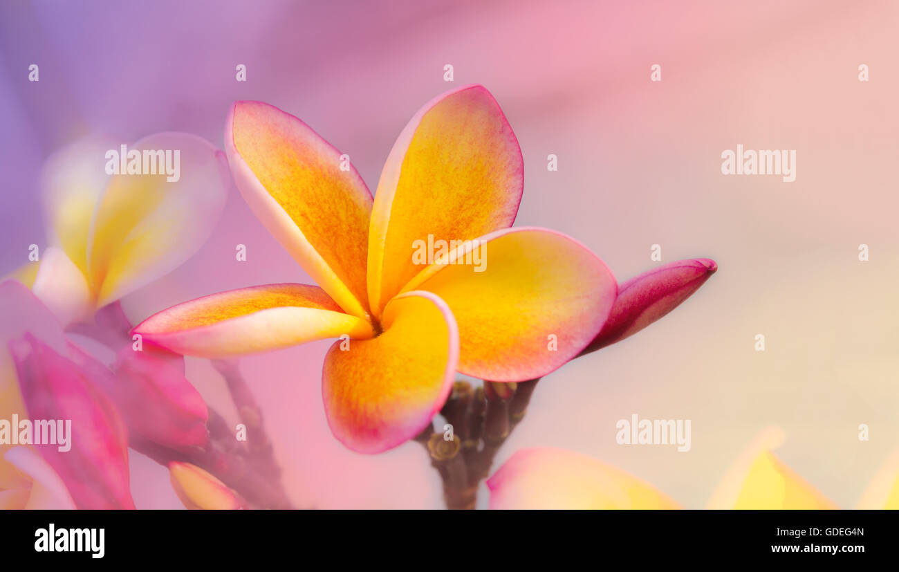 Romantica atmosfera morbida di colore giallo di frangipani fiore colore rosa violetto su sfondo pastello Foto Stock