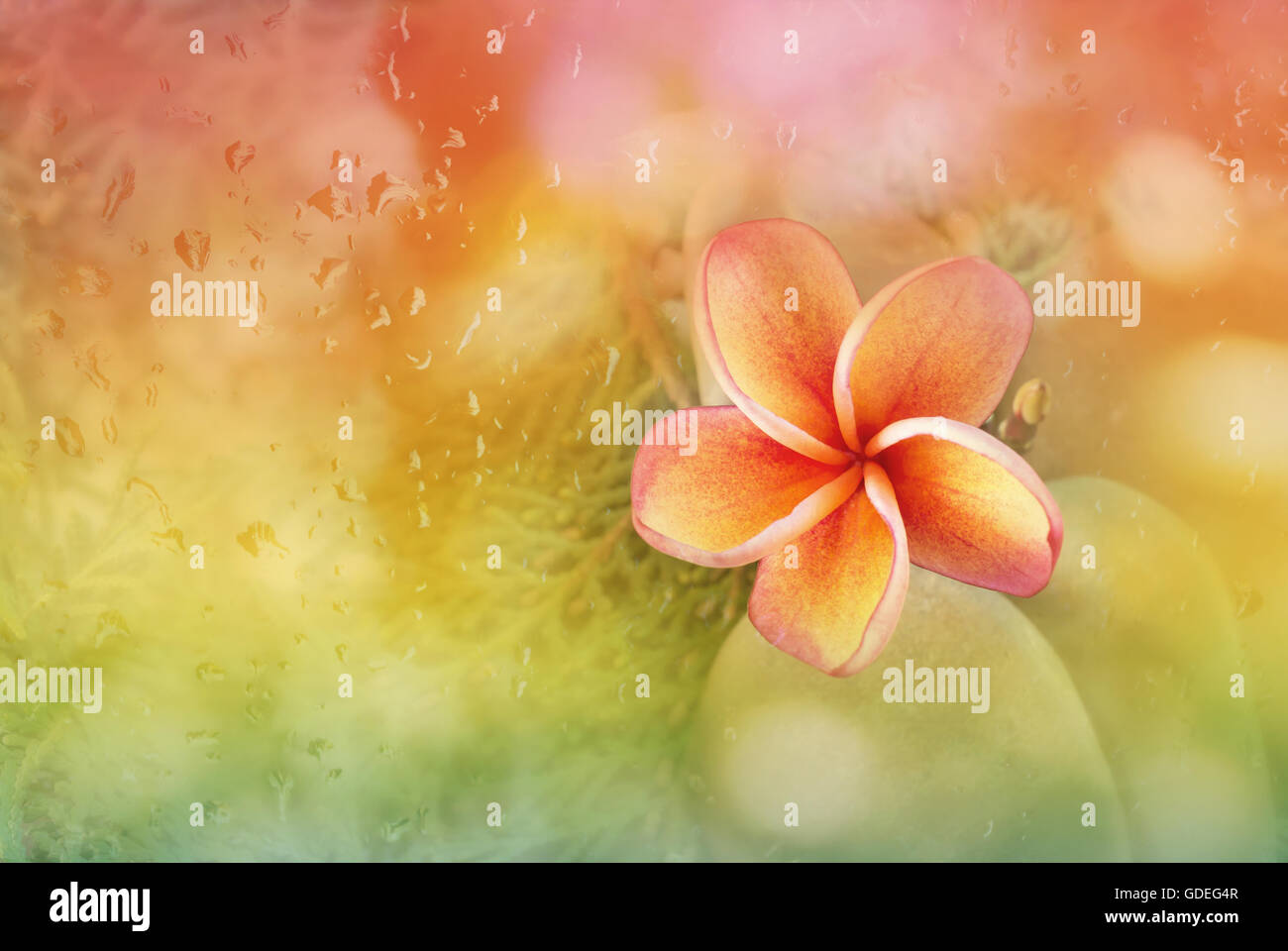 Plumeria o frangipani fiore con abstract sfondo sfocato caduta di pioggia su vetro specchietto nella fresca estate colorato arancione a rosa Foto Stock