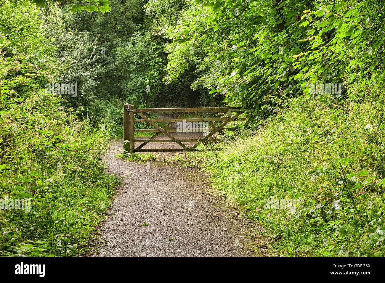 Il percorso attraverso la foresta e cinque sbarrata dal cancello, vicino Tenby, Pembrokeshire, Wales, Regno Unito Foto Stock