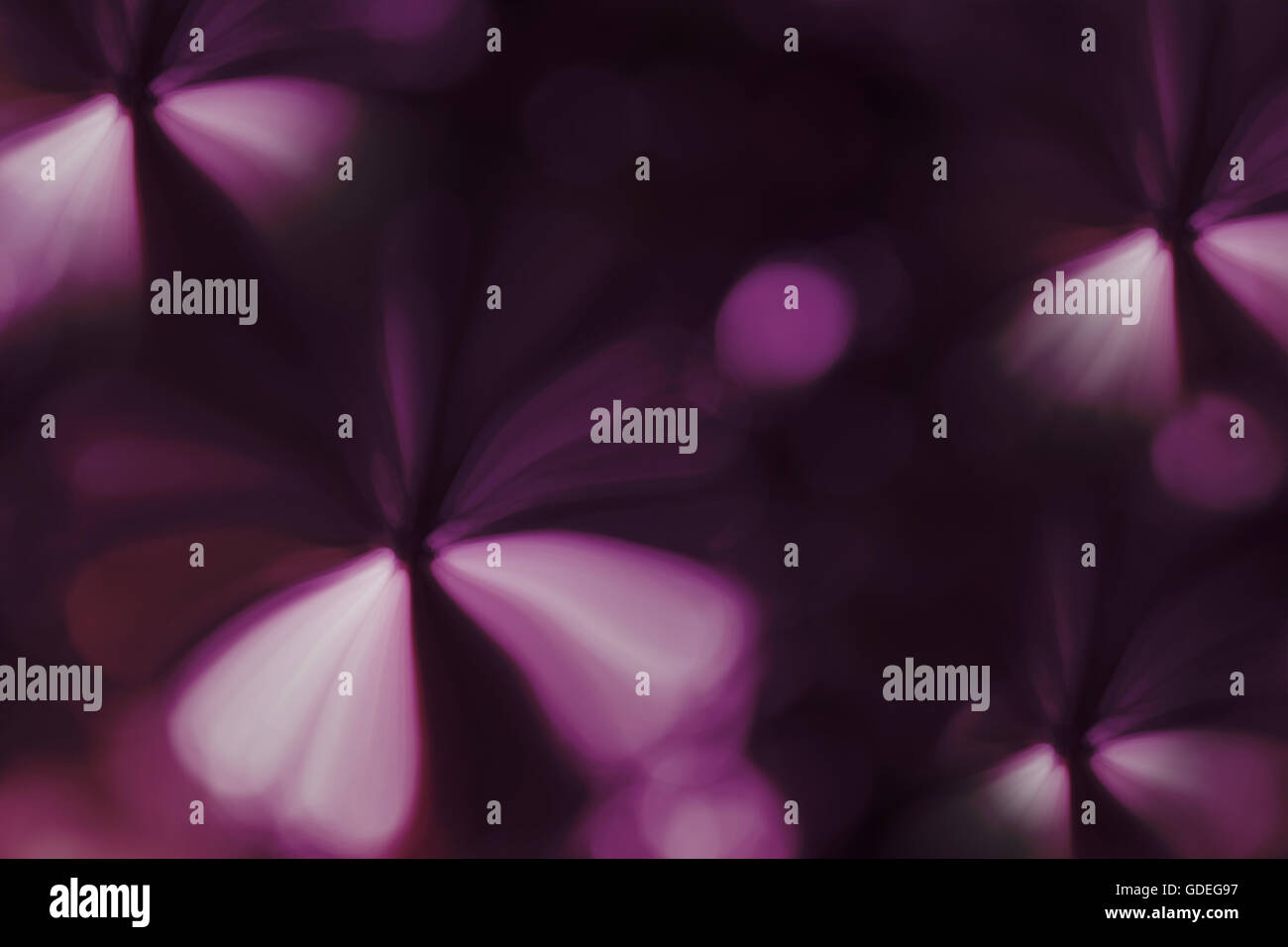 Abstract forma di fiore morbido viola viola fiore primavera su sfondo nero Foto Stock