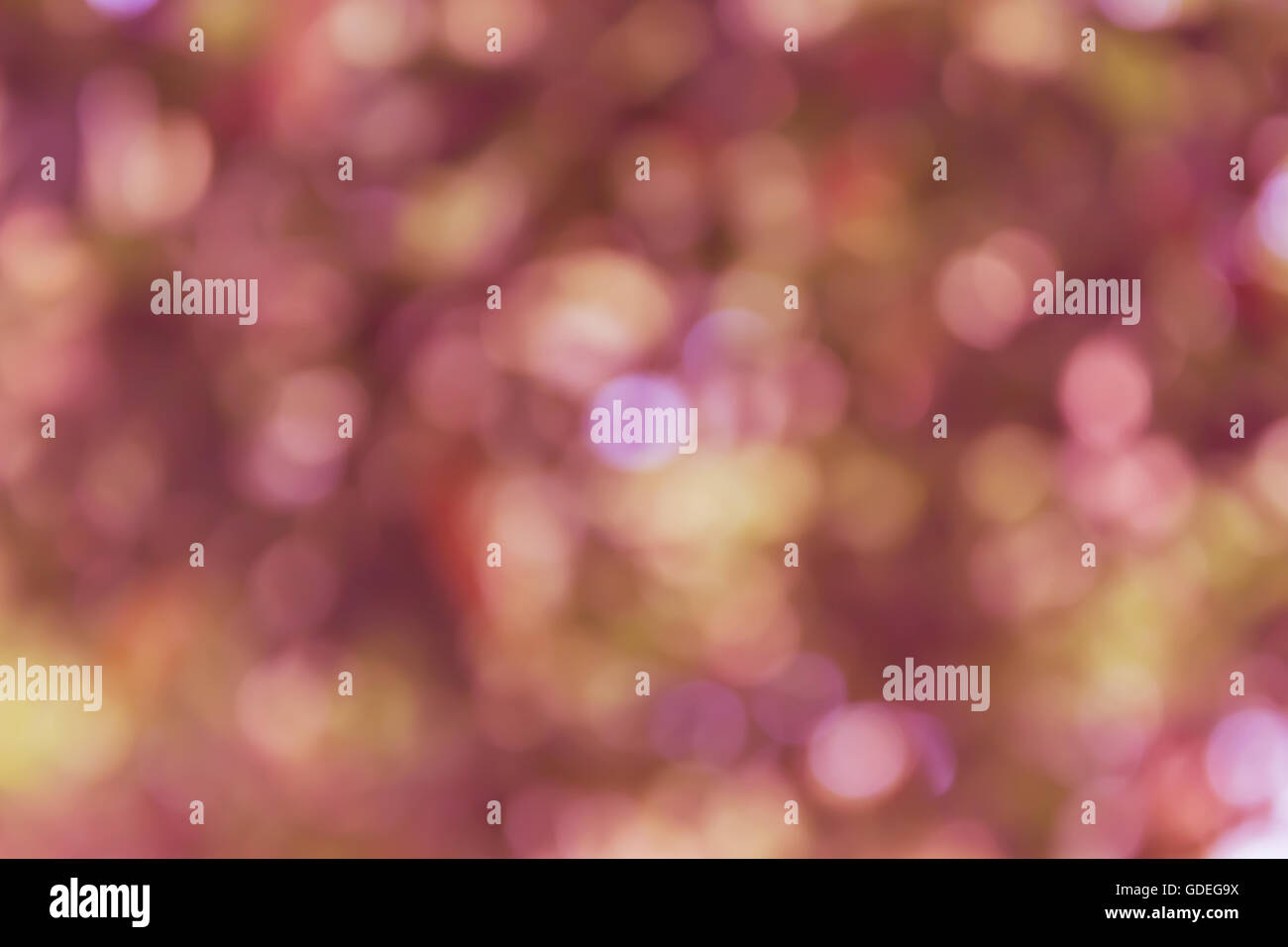 Scintilla colorati e soffiare bokeh di fondo naturale nella meravigliosa fantasia rosa pastello viola primavera sbocciano i fiori sullo sfondo Foto Stock