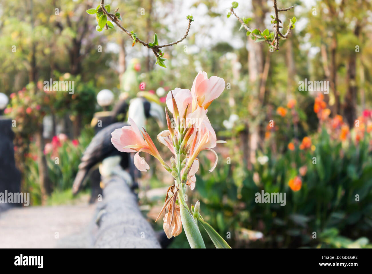Bella rosa pastello Canna fiore di giglio sulla natura sfondo verde con spazio di copia Foto Stock