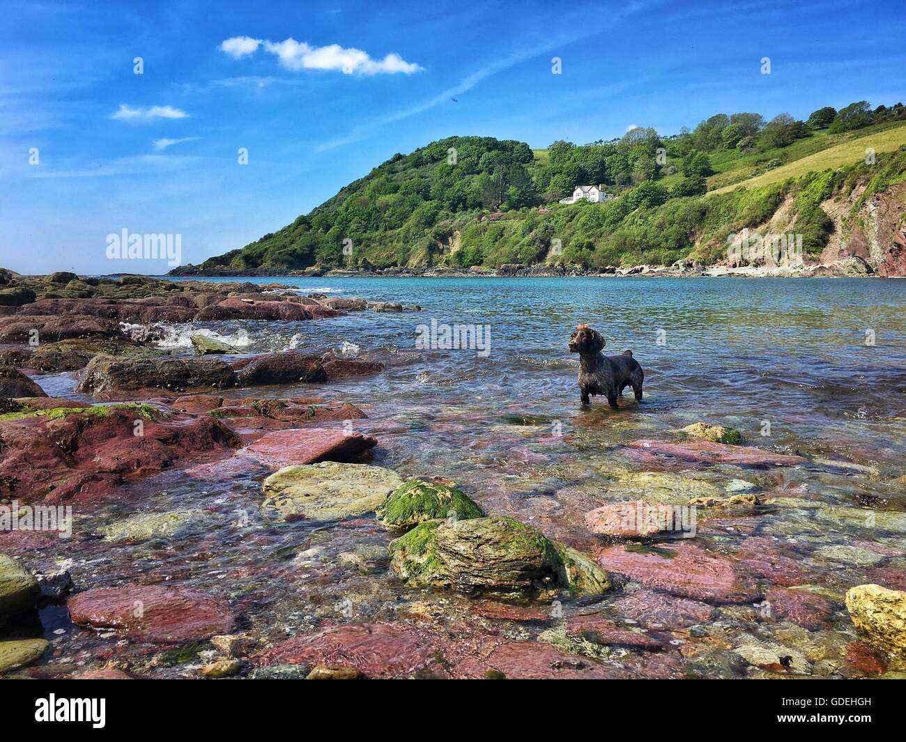 Cane in mare Foto Stock