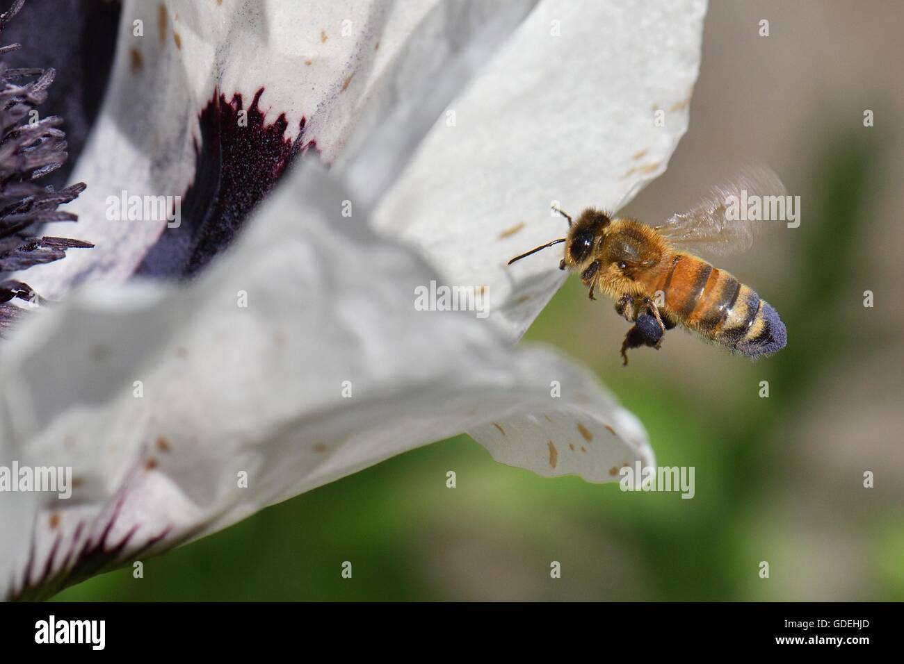 Close-up di un ape e Bianco fiore di papavero Foto Stock