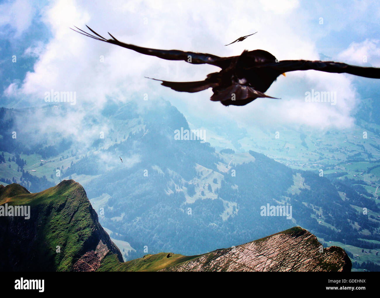 Close-up di rapace sorvolare Santis montagne, Schwende, Svizzera Foto Stock