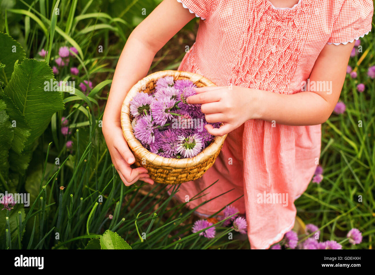 Ragazza la raccolta di erba cipollina a fiori in un giardino Foto Stock