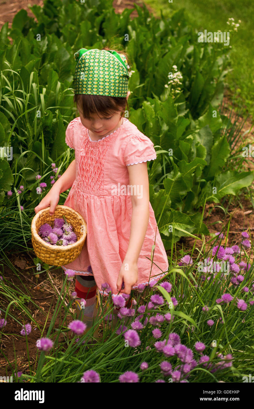 Ragazza giovane la raccolta di erba cipollina fiorisce in giardino Foto Stock