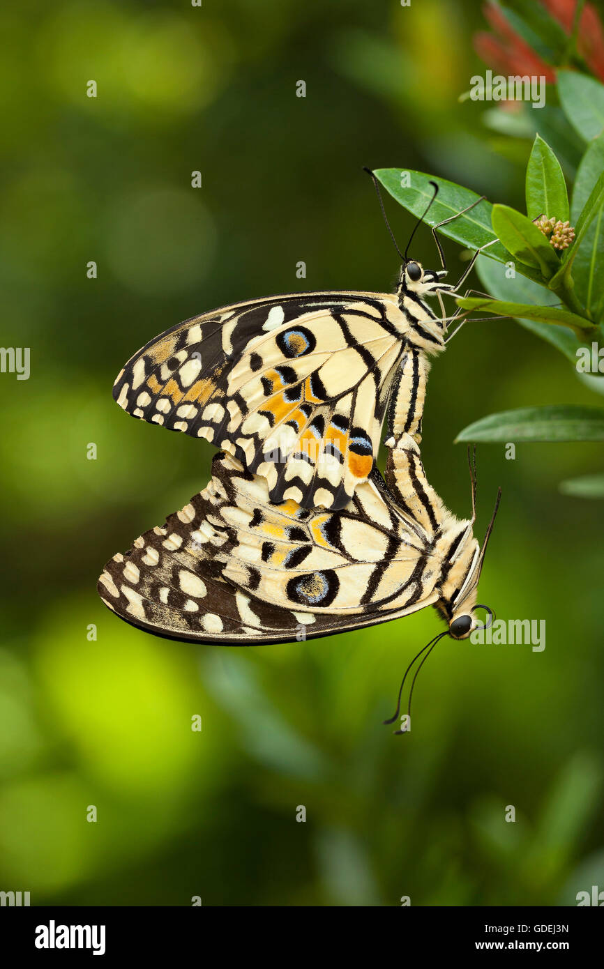 Due farfalle coniugata, Jember, East Java, Indonesia Foto Stock