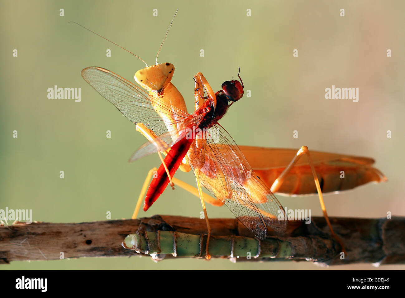 Mantis con preda di insetti Foto Stock