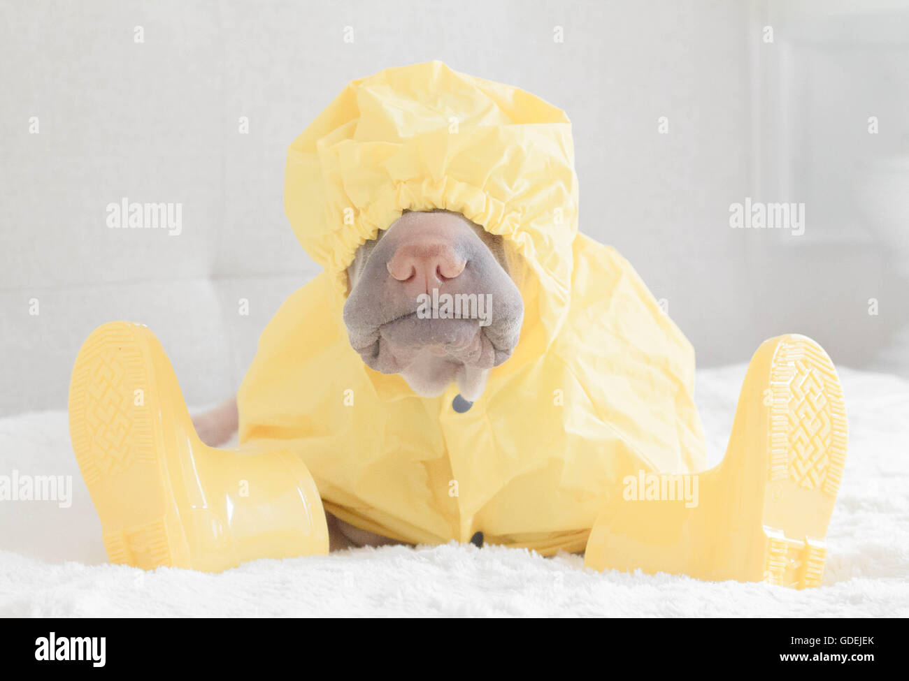 Shar Pei cane mentre indossa la pioggia e il cappotto di stivali da pioggia Foto Stock