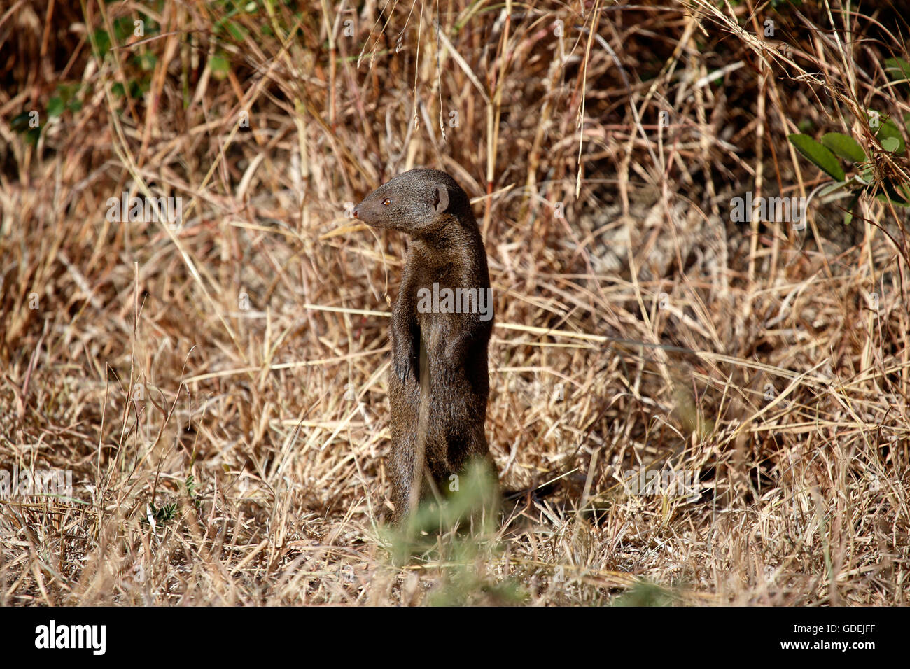 Ritratto di un marrone mangusta in piedi, Kruger National Park, Sud Africa Foto Stock