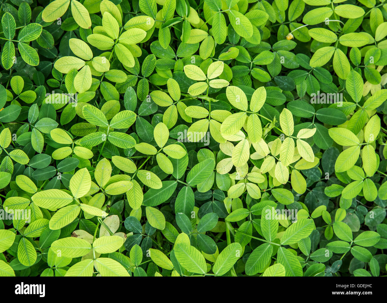 Close-up di foglie verdi, Bali, Indonesia Foto Stock