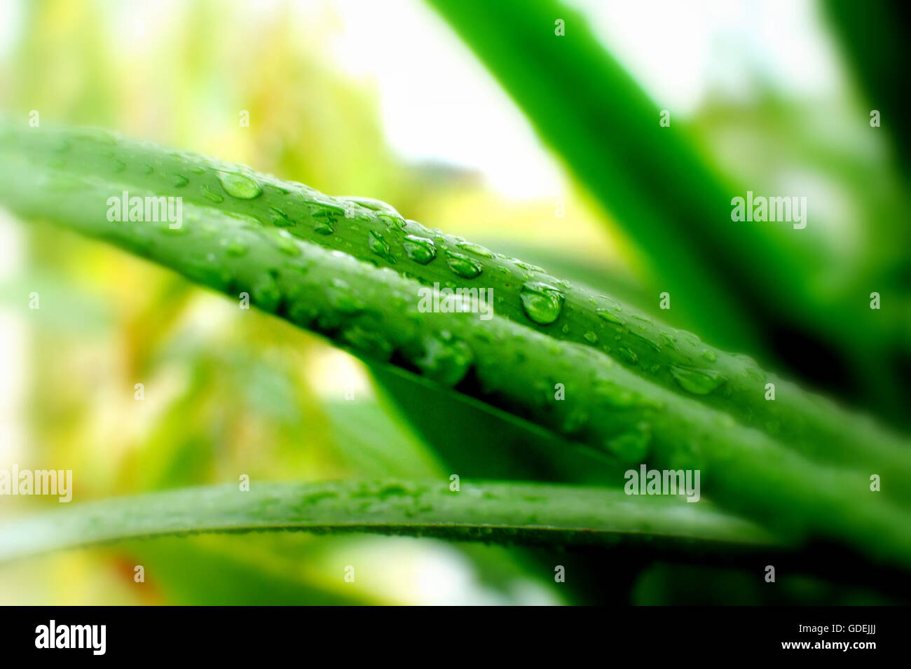 Rugiada di mattina su pandan impianto Foto Stock