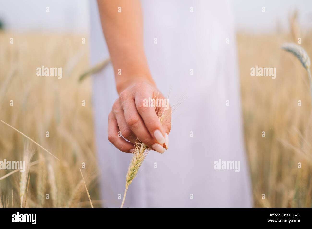 Donna in piedi nel campo di grano toccando chicco di grano Foto Stock