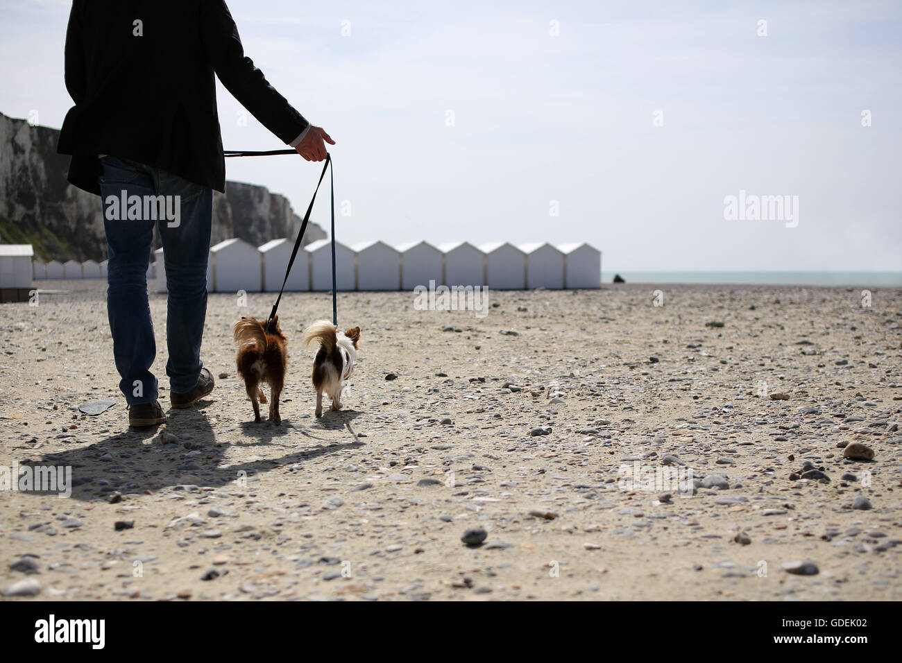 Uomo che cammina Chihuahua cani sulla spiaggia, Normandia Foto Stock
