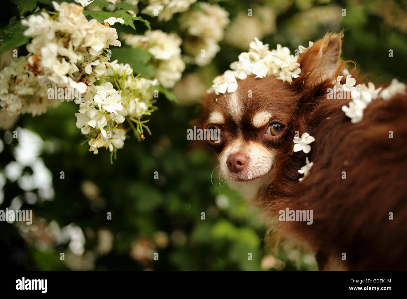 Longcoat Chihuahua cane coperto di fiori Foto Stock
