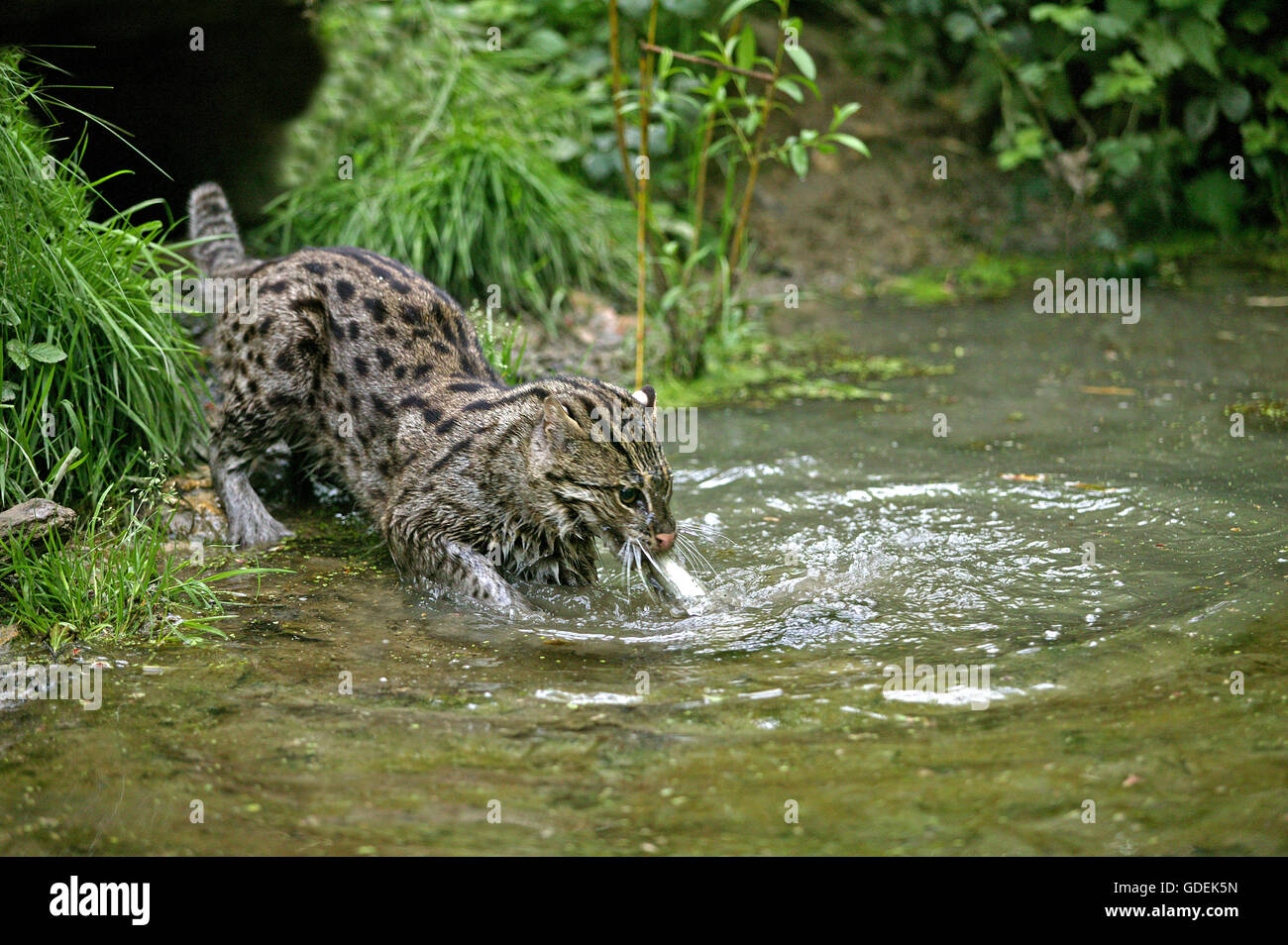 La pesca CAT prionailurus viverrinus, ADULTO IN ACQUA PER LA CATTURA DI PESCE Foto Stock