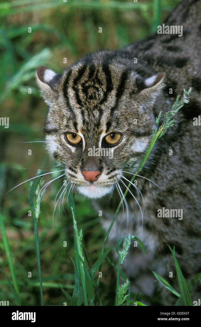 La pesca Cat, prionailurus viverrinus, Ritratto di adulto Foto Stock