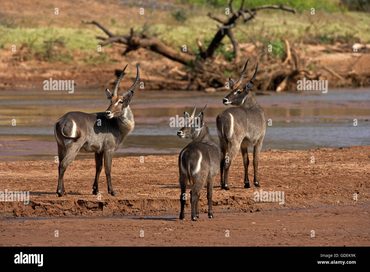 Waterbuck comune, kobus ellipsiprymnus, maschi vicino al fiume, Kenya Foto Stock