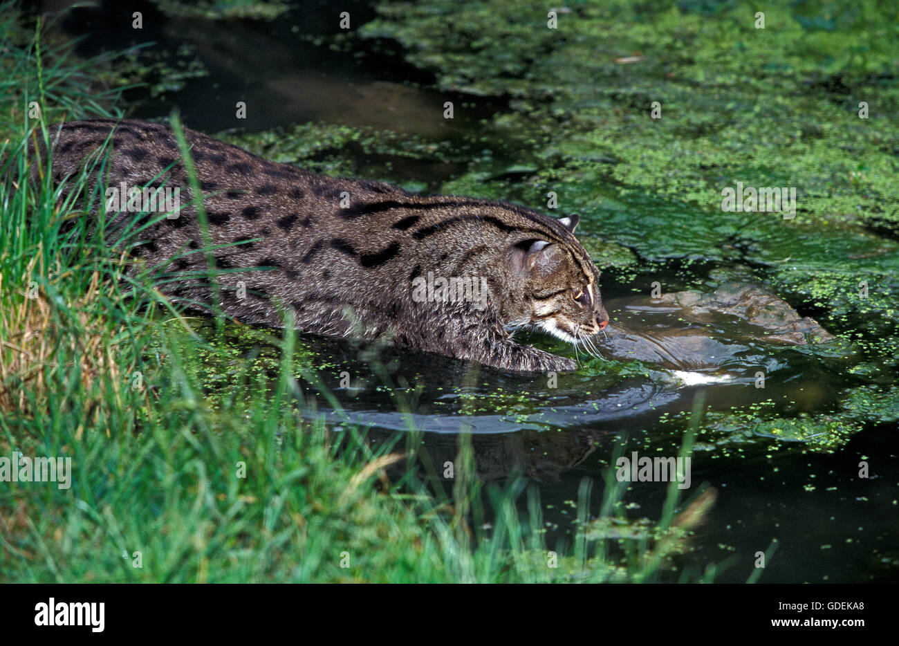 La pesca Cat, prionailurus viverrinus, adulto in acqua, pesca Foto Stock
