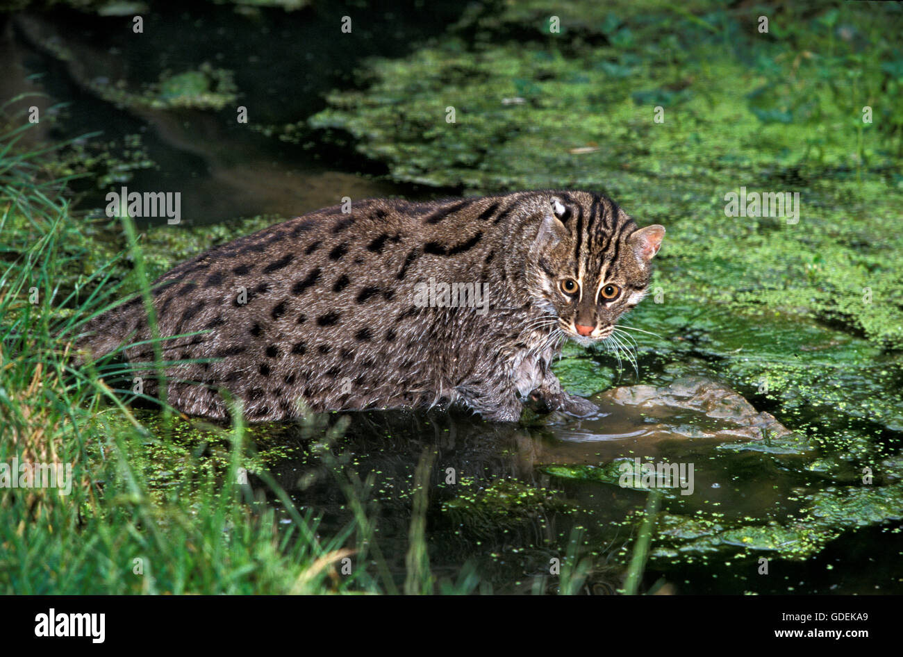 La pesca Cat, prionailurus viverrinus, adulto entra in acqua Foto Stock