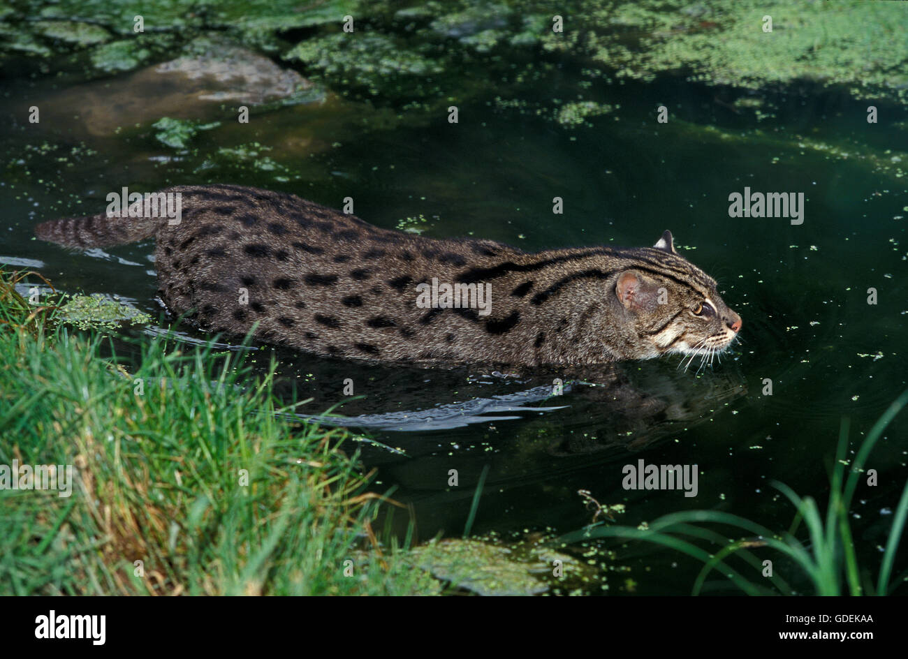 La pesca CAT prionailurus viverrinus, adulto in acqua Foto Stock