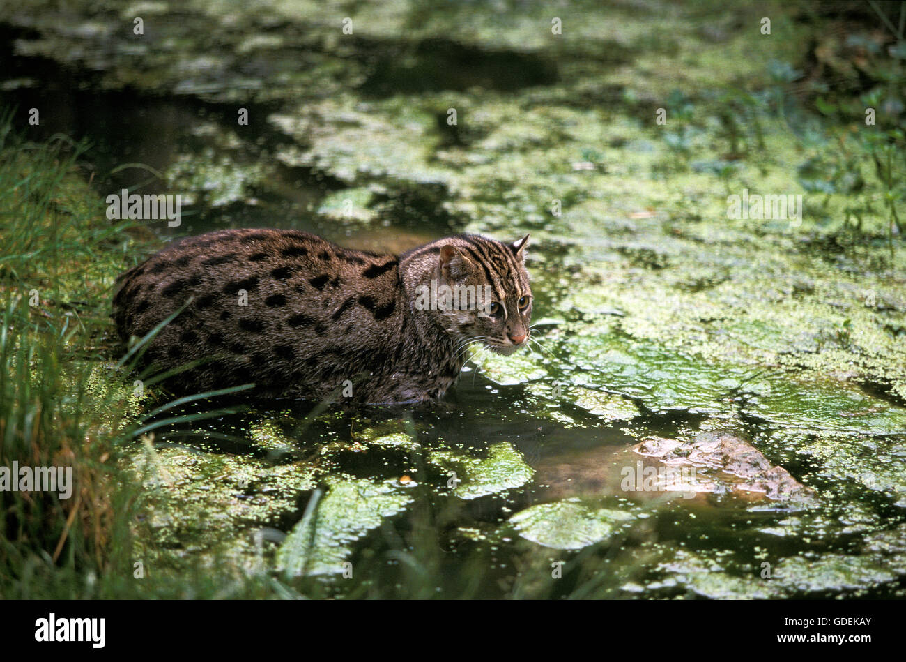 La pesca CAT prionailurus viverrinus, adulto in acqua Foto Stock