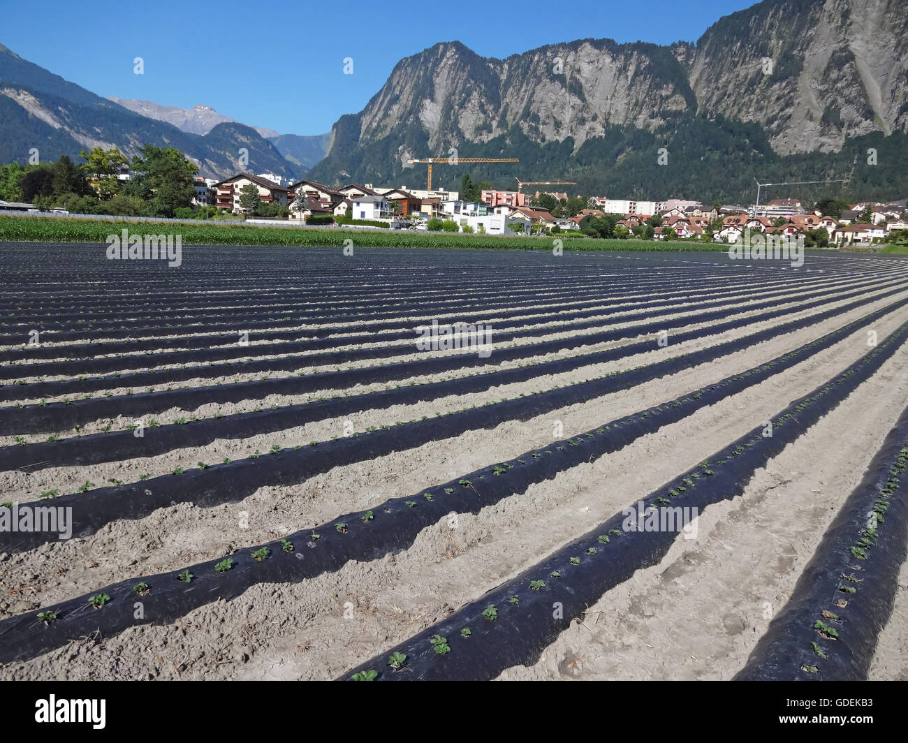 Campi di fragole coltivate in politene in montagna Foto Stock